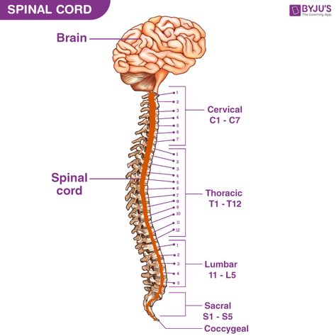 Spinal Cord - Anatomy, Structure, Function, & Diagram Spinal Cord Anatomy Nervous System, Spinal Cord Diagram, Anatomy Structure, Spinal Cord Anatomy, Function Diagram, Brain And Spinal Cord, Sistem Saraf, Opportunity Quotes, Human Physiology