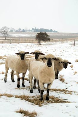 Shropshire sheep yearling ewes Shropshire Sheep, Black Faced Sheep, Sheep Ranch, Mountain Sheep, Sheep Face, Sheep Illustration, Sunday School Coloring Pages, Baa Baa Black Sheep, Sheep Breeds