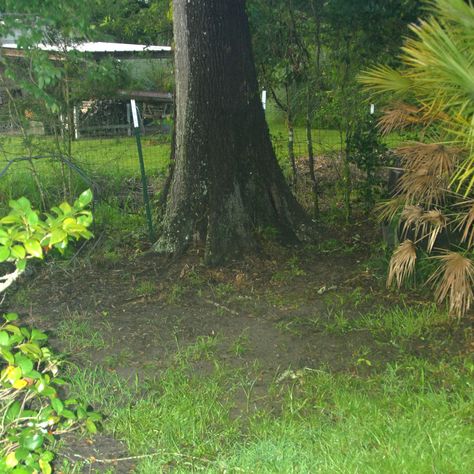 Shade Gardens Under Tree, Shade Lawn Alternative, Under Trees Landscaping Ideas, Grass Alternative Backyard Shade, Grass For Shaded Yard, Under Tree Landscaping, Shady Backyard Ideas, Shade Tolerant Grass, Garden Sticks