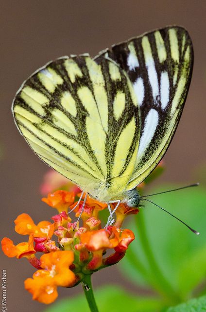 The Pioneer White or African Caper White (Belenois aurota) is a small to medium-sized butterfly of the Family Pieridae, that is, the Yellows and Whites, which is found in South Asia and Africa. In Africa, it is also known as the Brown-veined White, and is well known during summer and autumn when large numbers migrate north-east over the interior. South African Butterflies, Butterfly Photo, Large Numbers, Butterflies Flying, Beautiful Bugs, Butterfly Pictures, Types Of Animals, Butterfly Kisses, Attract Butterflies