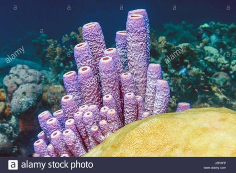 Coral Reef Sponge Painting, Tube Sponge Coral, Coral Microscope, Purple Coral Reef, Sea Sponge, Multiple Images, Beautiful Sea Creatures, Higher Design, Coral Reef