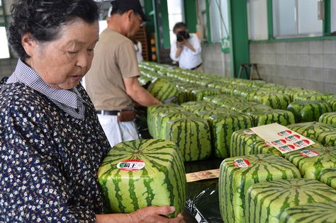 Square Watermelons grown in Japan.  Each watermelon is expected to be sold for about 10,000 yen ($125). Square Watermelon, Japan World Cup, Food Quotes Funny, Fruit Packaging, Watermelon Carving, Kagawa, Fresh Memes, Wholesome Memes, Food Humor