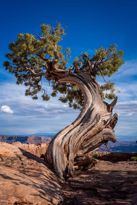 Enchanted House, Burning Forest, Bristlecone Pine Tree, Tattoo Thoughts, Weird Trees, Environment Reference, Bristlecone Pine, Twisted Tree, Old Trees