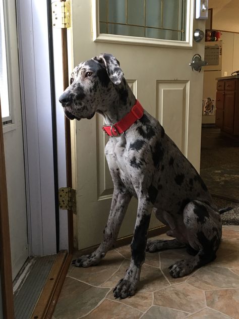 Bruce, a Great Dane puppy. Brown Great Dane, Great Dane Colors, Merle Great Danes, Boxer Mix Puppies, Animals Tattoo, Dane Puppies, Great Dane Puppy, Dog Line, Dane Dog