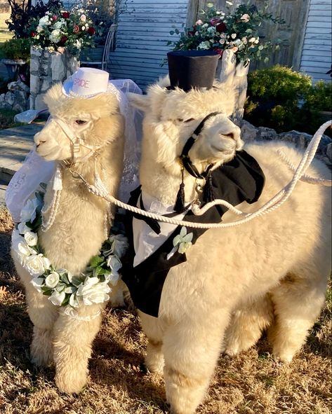 Goat Wedding, Costumes 2024, Pee Wee, Fancy Dress Up, Wedding Outfits, Snow Leopard, 8th Birthday, Future Wedding, Fancy Dress