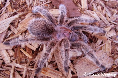 rose hair tarantula <3 Rose Hair Tarantula, Rose Tarantula, Soup Making, Spiders And Snakes, Midnight City, Itsy Bitsy Spider, Cool Bugs, Animal Guides, Rose Hair