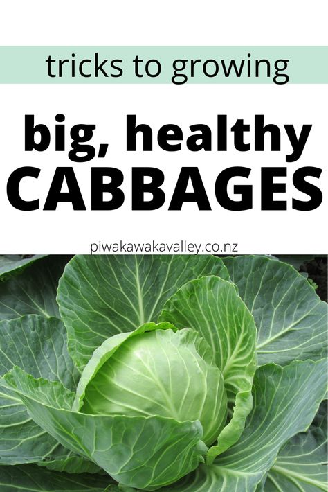 Cabbage In Raised Bed, Cabbage Growing Tips, How To Grow Cabbage In A Pot, Growing Cabbage In Containers, How To Grow Cabbage, Cabbage Farming, Planting Cabbage, Year Round Gardening, Garden In Containers