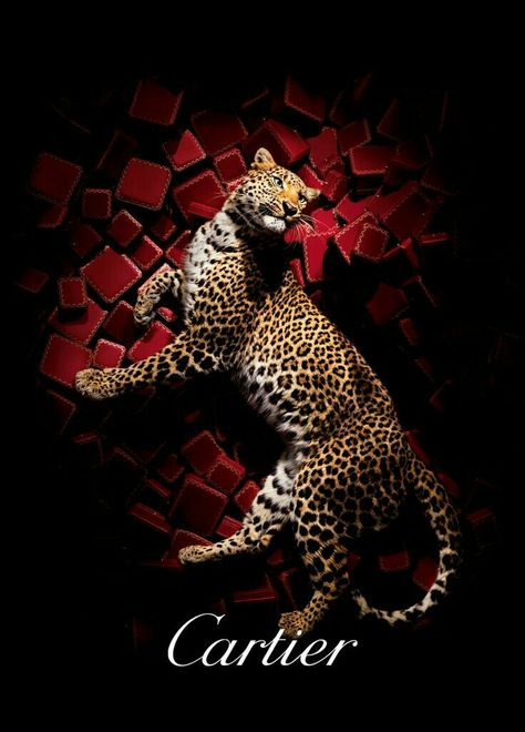 Luxury Advertising, Cartier Panther, Cartier Panthere, Arte Animal, Leopards, Advertising Photography, Pics Art, Shades Of Red, Big Cats