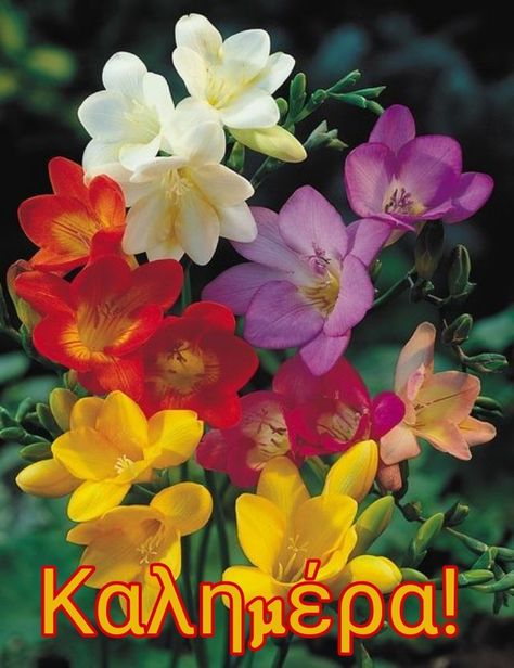 Freesia Bouquet, Freesia Flower, Bordados Tambour, Freesia Flowers, Flower Cottage, Wedding Flower Arrangements, Fragrant Flowers, Flower Lover, Flower Beauty