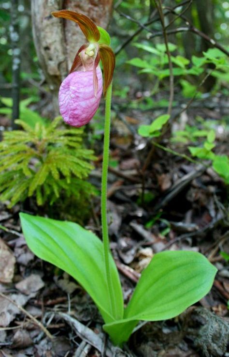 Solitary Pink Lady Slipper in Mountain Woods Lady Slipper Flower, Pink Lady Slipper, Acidic Soil, Lady Slipper Orchid, Orchid Tattoo, Lady Slipper, Woodland Flowers, Garden Growing, Soil Ph