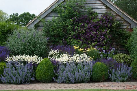 Anthemis Tinctoria, Box Balls, Salvia Nemorosa, Herbaceous Border, Dry Garden, Cottage Garden Design, Front Landscaping, Garden Shrubs, Mediterranean Garden