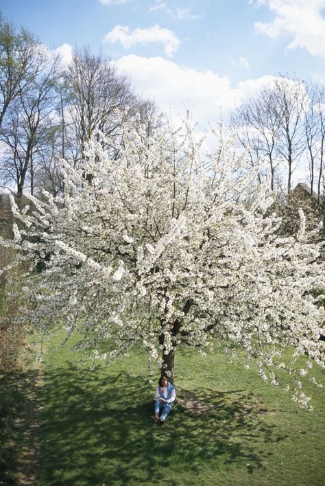 Not only will the "Black Tartarian" dwarf cherry tree (Prunus avium "Black Tartarian")... Backyard Orchard, Black Cherry Tree, Faerie Core, Prunus Avium, Healthy Garden, Tree Care, Cherry Tree, Black Cherry, Outdoor Projects