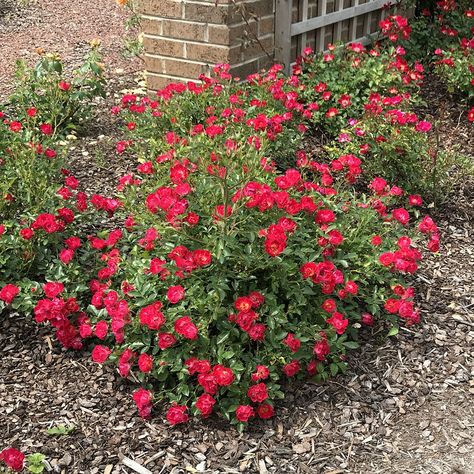 Rosa 'Meigalpio' - Midwest Groundcovers, LLC Drift Roses, Red Rosa, Ground Cover Roses, Pollinator Plants, Hydrangea Garden, Leaf Texture, Native Garden, Perennial Garden, Ornamental Grasses