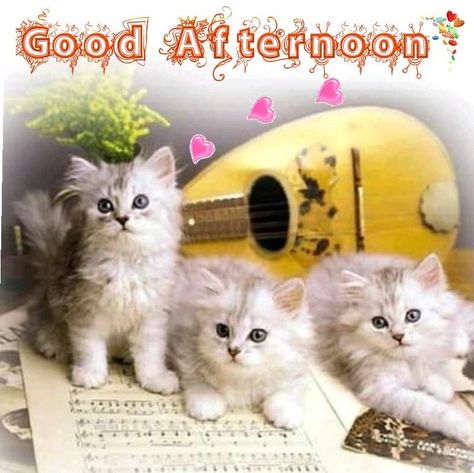 Good Afternoon Cat, Good Afternoon Sister, Afternoon Greetings, Afternoon Messages, Good Morning Cat, Evening Pictures, Good Afternoon Quotes, Morning Cat, Afternoon Quotes