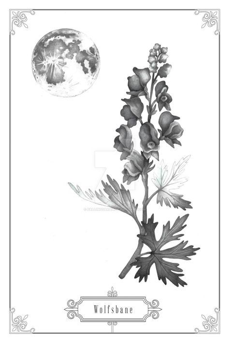 Wolfsbane Drawing, Wolfsbane Flower, Snake Drawing, Moon Rise, Ceramic Inspiration, Nature Plants, Etsy Art, Detailed Image, Flower Drawing