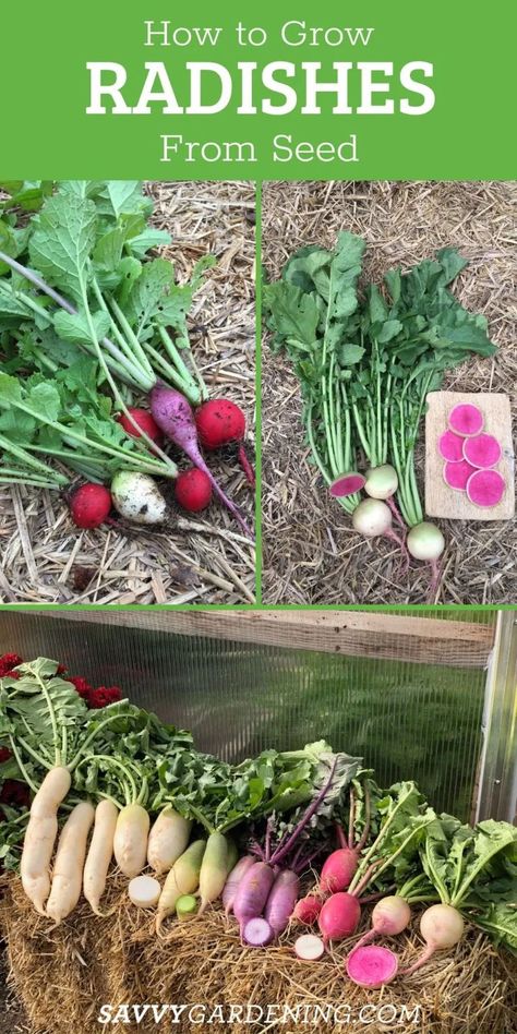 Growing Radishes From Seed, How To Grow Radishes, Growing Radishes, Growing Vegetables In Pots, Spring Crops, Planting Garlic, Vegetable Garden Tips, Growing Cucumbers, Garden Calendar