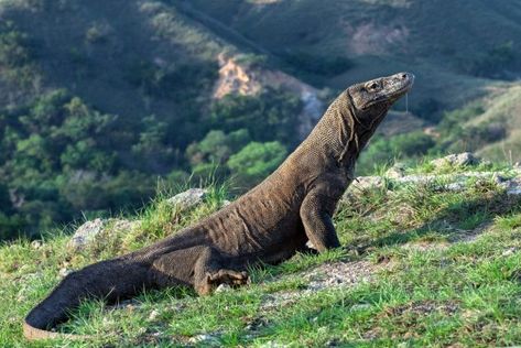 Dragon Faces, Dragon Facts, Komodo Dragons, Lizard Species, Large Lizards, Electric Eel, Komodo National Park, Monitor Lizard, Dragon Face