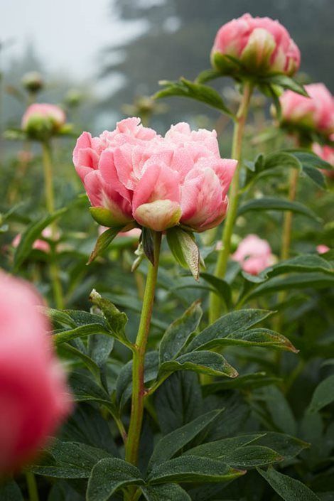 Peony Flower Garden, Peony Care, Peony Bush, Planting Peonies, Peony Garden, Coral Peonies, Growing Peonies, Flower Garden Design, Peonies Garden