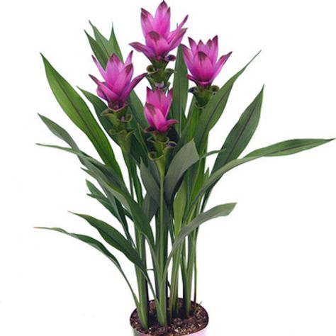 Curcuma Plant, Tulip Care, Grow Garden, Cactus House Plants, Contemporary Flower Arrangements, Herb Plants, Lotus Garden, Florida Plants, Ginger Plant