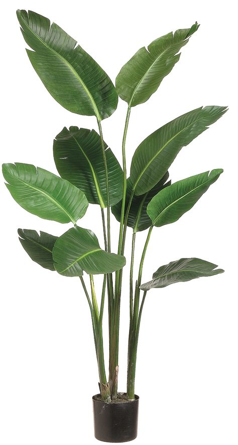 My favorite houseplant. Need a nice but simple pot from Ikea. Bird of Paradise Plant in Plastic Pot Green 5ft Birds Of Paradise Plant, Plants In Baskets, Bird Of Paradise Plant, Paradise Plant, Artificial Birds, نباتات منزلية, Artificial Plants And Trees, Floor Plants, Faux Tree