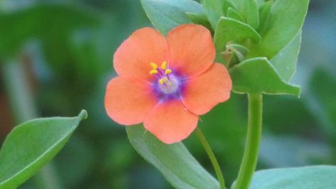 Red Chickweed (Anagallis arvensis). A low-growing annual plant Anagallis Arvensis, Flowers Blooming, Annual Plants, Little Flowers, Ground Cover, Plants, Flowers, Red