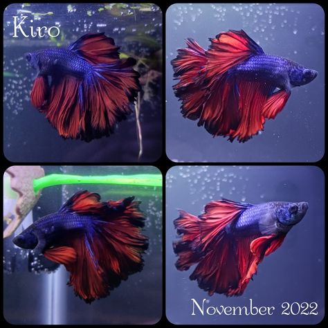 Red black blue betta fish rose tail Betta Fish, Fish Pet, Fish