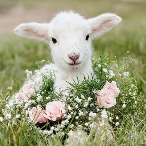 White lamb pink flowers Cele Mai Drăguțe Animale, Cute Lamb, Haiwan Lucu, Cute Goats, Söt Katt, Baby Lamb, Baby Goats, Beltane, Cute Animal Pictures