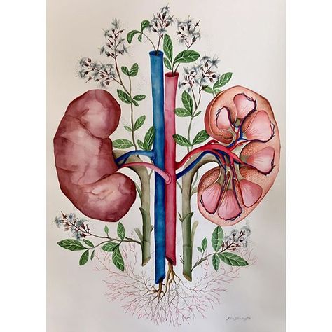 Biology Drawing, Medical Artwork, Anatomy Illustration, Medical Drawings, Medical Wallpaper, Biology Art, Lovely Flowers Wallpaper, Medical Art, Illustration Watercolor