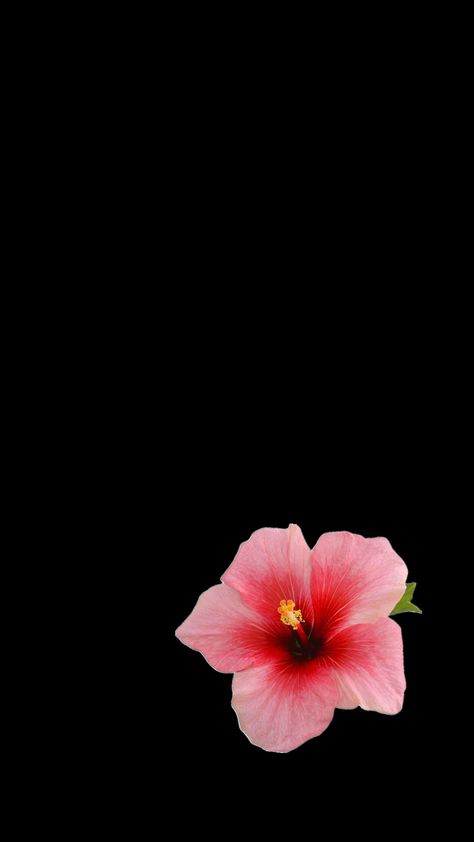 Hibiskus wallpaper Hubiskis Flower Wallpaper, Matching Flower Wallpaper Iphone, Flower Wallpaper Iphone Black Background, Wallpaper Backgrounds Dark Flowers, Hibiscus Flower Wallpaper Iphone Black Background, Black Background With Flower, Hibiscus Wallpaper Black Background, Hisbusic Flower Wallpaper, Hubiskis Flower