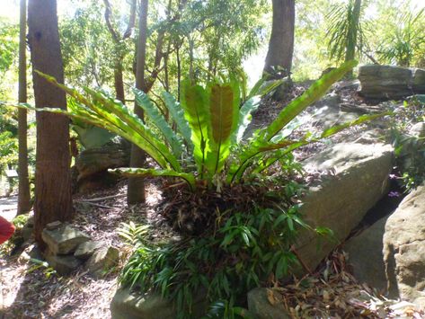 Types Of Fern Plants, Plants For Shady Areas, Birds Nest Fern, Australian Tree Fern, Fern Plants, Types Of Ferns, Architectural Plants, Australian Native Garden, Ferns Garden