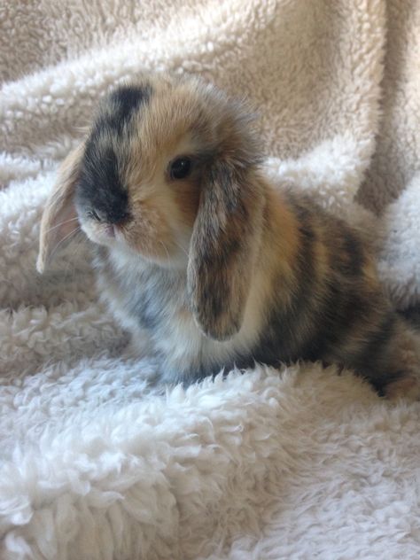 Holland Lop bunny. 3 month old female. Lop Bunnies, Pet Bunny Rabbits, Cute Bunny Pictures, Holland Lop, Pet Bunny, Bunny Pictures, Fluffy Animals, Baby Bunnies