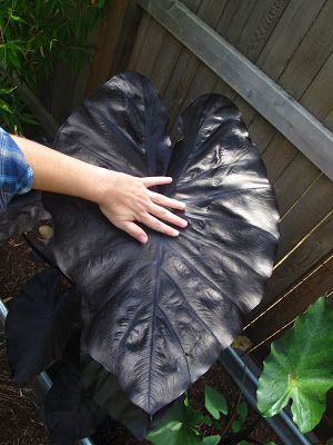 Black Garden:  Colocasia esculenta 'Black Coral'. Garden Design Ideas On A Budget, Colocasia Esculenta, Goth Garden, Gothic Garden, Black Garden, Black Coral, Moon Garden, White Gardens, Small Garden Design