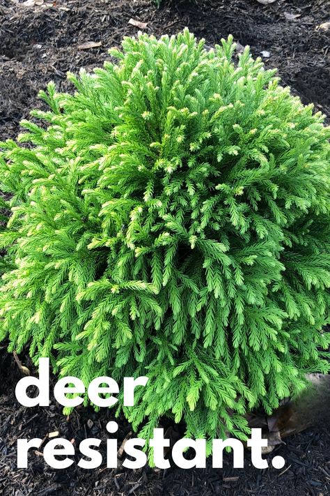 Deer tend to avoid this easy-care, tidy shrub - Dwarf Japanese Cedar (Cryptomeria japonica 'Globosa Nana'). Learn more about growing this versatile evergreen in your garden, and why this shrub is so easy to care for. Globosa Nana Cryptomeria, Evergreen Shrubs In Front Of House Ideas, Steeds Holly Landscaping, Lemon Cypress Landscape, Small Evergreen Shrubs In Front Of House, Japanese Holly Shrub, Evergreen Shrubs In Front Of House, Japanese Shrubs, Cryptomeria Globosa Nana