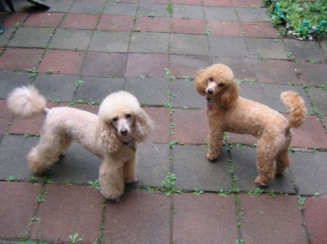 Poodle Tail, Toy Poodle Size, Cream Poodle, Shih Tzu Poodle Mix, White Toy Poodle, Tiny Toy Poodle, Poodle Mix Dogs, Cavachon Puppies, Mini Poodle