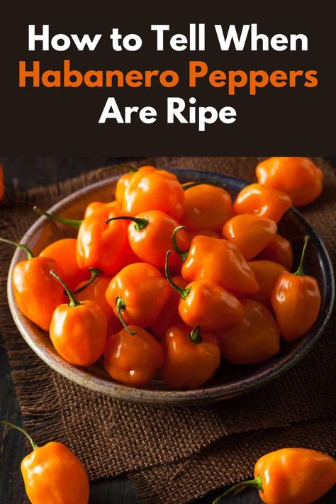 How to Tell When Habanero Peppers Are Ripe - Habanero peppers are a favorite among chili enthusiasts for their fiery heat and unique flavor. Whether you're growing these spicy gems in your garden or picking them up at the local market, knowing the signs and techniques for determining ripeness is crucial for getting the best flavor and heat. In this comprehensive guide, we'll walk you through how to tell when habanero peppers are ripe. #habaneropeppers #habanero #chilipeppers via @healyeatsreal Candied Habanero Peppers, Real Posts, Primal Living, Diy Herbal Remedies, Habanero Hot Sauce, Breakfast Recipes Indian, Habanero Peppers, Recipes Indian, Fitness Community