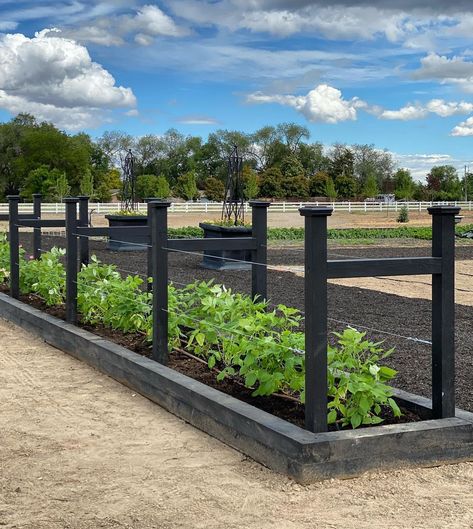 Garden Answer on Instagram: “Brand new raspberry beds!!! (Video up about it this morning!) I planted Heritage, an everbearing red raspberry, in this bed and just to the…” Vege Garden Ideas, Orchard Ideas, Garden Answer, Berry Patch, Beautiful Blue Sky, Berry Garden, Backyard Garden Layout, Instagram Brand, Diy Raised Garden