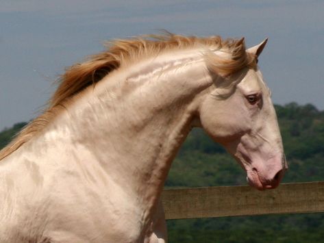 Photo: Davi Carrano  Stallion Alvahiro Interagro has a convex profile typical of Lusitanos. Horse Side Profile, Horse Head Profile, Convex Profile, Horse Study, Andalusian Horses, Head Profile, Spanish Horse, Lusitano Horse, Iberian Peninsula