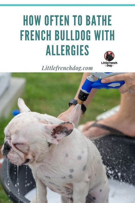 Miniature Dog Breeds, Funny Dog Toys, French Bulldog Breed, Preppy Dog, English Dogs, Cool Dog Houses, French Dogs, Luxury Dog Collars, Bulldog Breeds