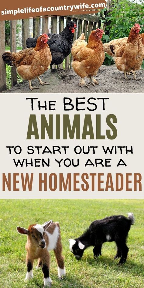 Animals For Homesteading, How To Profit From Homesteading, Making Money From Homestead, How To Start A Farm With No Money, Living Off The Grid How To Start, How To Start A Homestead, How To Start A Farm, Starting A Homestead, How To Homestead