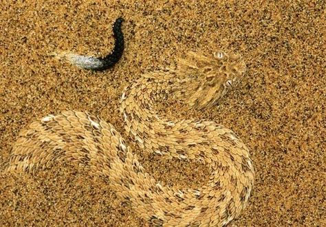 Sand Snake Animals of Dorne Water Vole, Animal Adaptations, Namib Desert, Snake Venom, Classic Portraits, Reptiles And Amphibians, A Snake, On The Ground, Amphibians