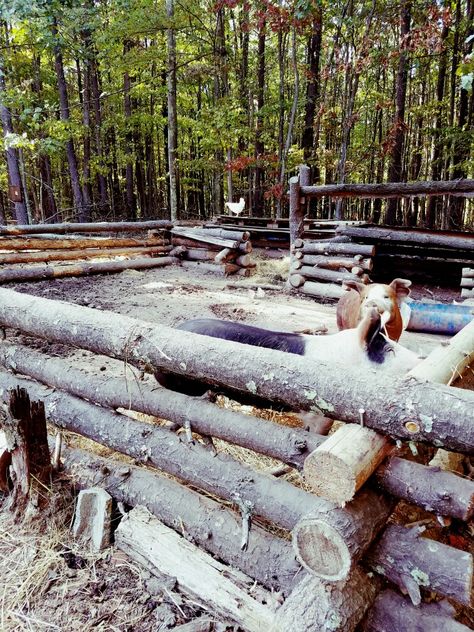 Rustic hog pen made with dropped pine, notched and stacked Pig Shelter, Livestock Fence, Goat Pen, Pig Breeds, Raising Pigs, Raising Farm Animals, Pig Pen, Pig House, Homestead Farm