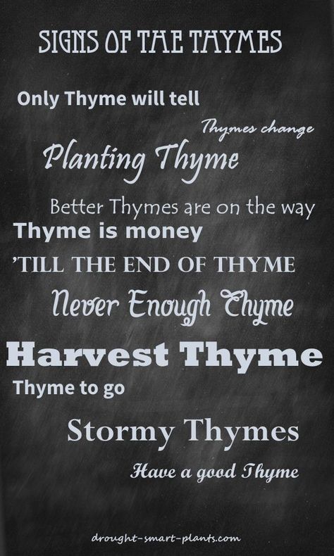 Signs of the Thymes - funny sayings all about Thyme...  Gardening | Funny Garden Signs Dirt Quotes, Garden Signage, Garden Sayings, Garden Quotes Signs, Funny Garden Signs, Sister Ideas, Sign Sayings, Gardening Quotes, Secret Sister