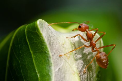 Woodlice, Ants In House, Edible Insects, Rid Of Bed Bugs, Rid Of Ants, Fire Ants, Pest Control Services, Earthworms, Gardening Advice