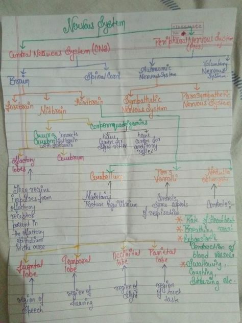 Control and coordination nervous system mind map Central Nervous System Notes, Nervous System Concept Map, Neural Control And Coordination Notes, Control And Coordination Notes, Nervous System Notes, Nervous System Projects, Nervous System Diagram, Nervous System Anatomy, Mind Map Art