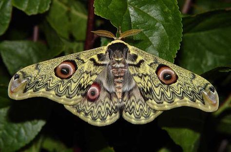 Caligula anna Beautiful Moths, Cute Moth, Moth Illustration, Insect Taxidermy, Cool Insects, Moth Caterpillar, Cool Bugs, Beautiful Bugs, Butterfly Pictures