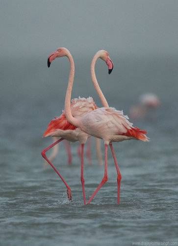 Flamingo Photography, Bahrain City, Greater Flamingo, Mirror Gallery, Mirror Gallery Wall, Industrial Photography, Manama, Bahrain, Pink Flamingos