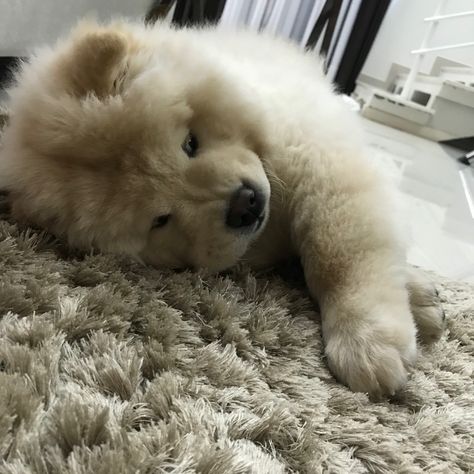 Chow Chow Puppy Aesthetic, Chow Chow Puppy Wallpaper, Chow Chow Aesthetic, Puppy Wallpaper Aesthetic, Chow Puppy, Cute Fluffy Dogs, Cute Dog Wallpaper, Chow Chow Puppy, Fluffy Dog