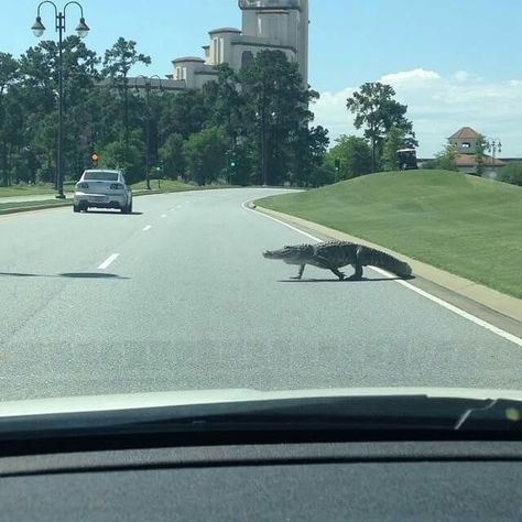 Only in Louisiana you stop and let an alligator pass!!  This is in Lake Charles  by the casino. Louisiana Swamp, Louisiana Cajun, Tuesday Afternoon, Southern Cities, Lake Charles, Southern Girl, New Orleans Louisiana, Gulf Of Mexico, She Said