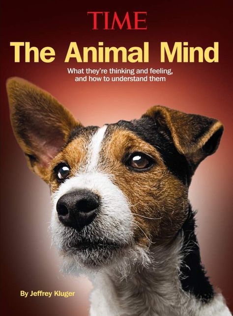 What Are Animals Thinking? (Hint: More Than You Suspect) | TIME Pet Magazine, Animal Intelligence, Cat Illnesses, Video Games For Kids, Pet Sitters, Time Magazine, Animal Hospital, Funny Animal Memes, Dog Care