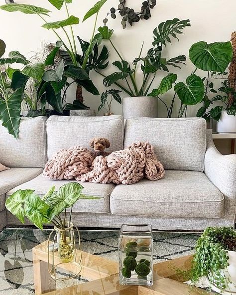 Alocasia Sarian, Alocasia Macrorrhiza, Behind Sofa, Eclectic Room, Philodendron Gloriosum, Marimo Moss, Behind Couch, Moss Balls, Plant Table